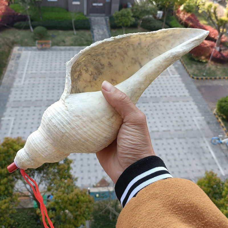 包邮天然大海海螺贝壳长香螺角香螺密宗号角海螺
