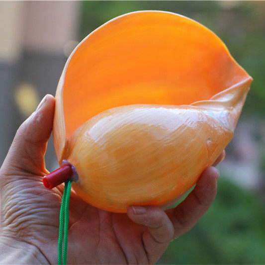 包邮天然大海海螺贝壳工艺品瓜螺飘螺油螺口哨子海螺