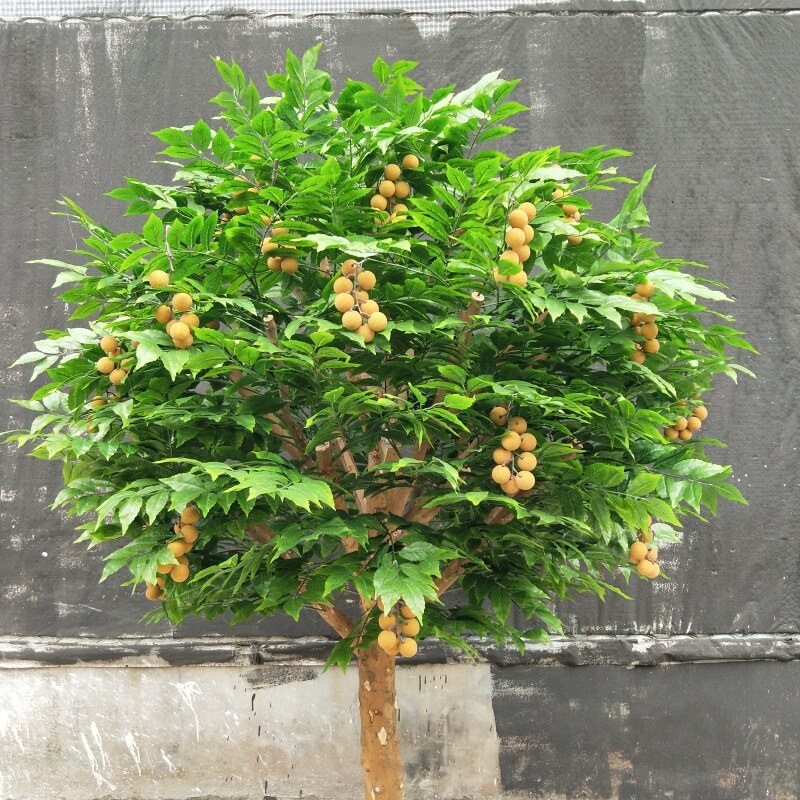 仿真龙眼果树水果绿植盆栽别墅客厅办公室商场仿真绿植