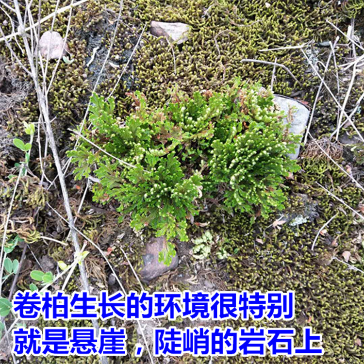 野生卷柏干品山区九死还魂中药不死还阳天然其他药食同源食品