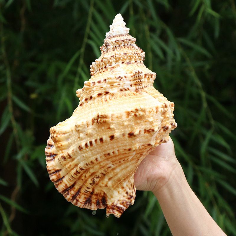 天然石号螺金口蛙螺大蛙螺法螺大海螺贝壳鱼缸海螺