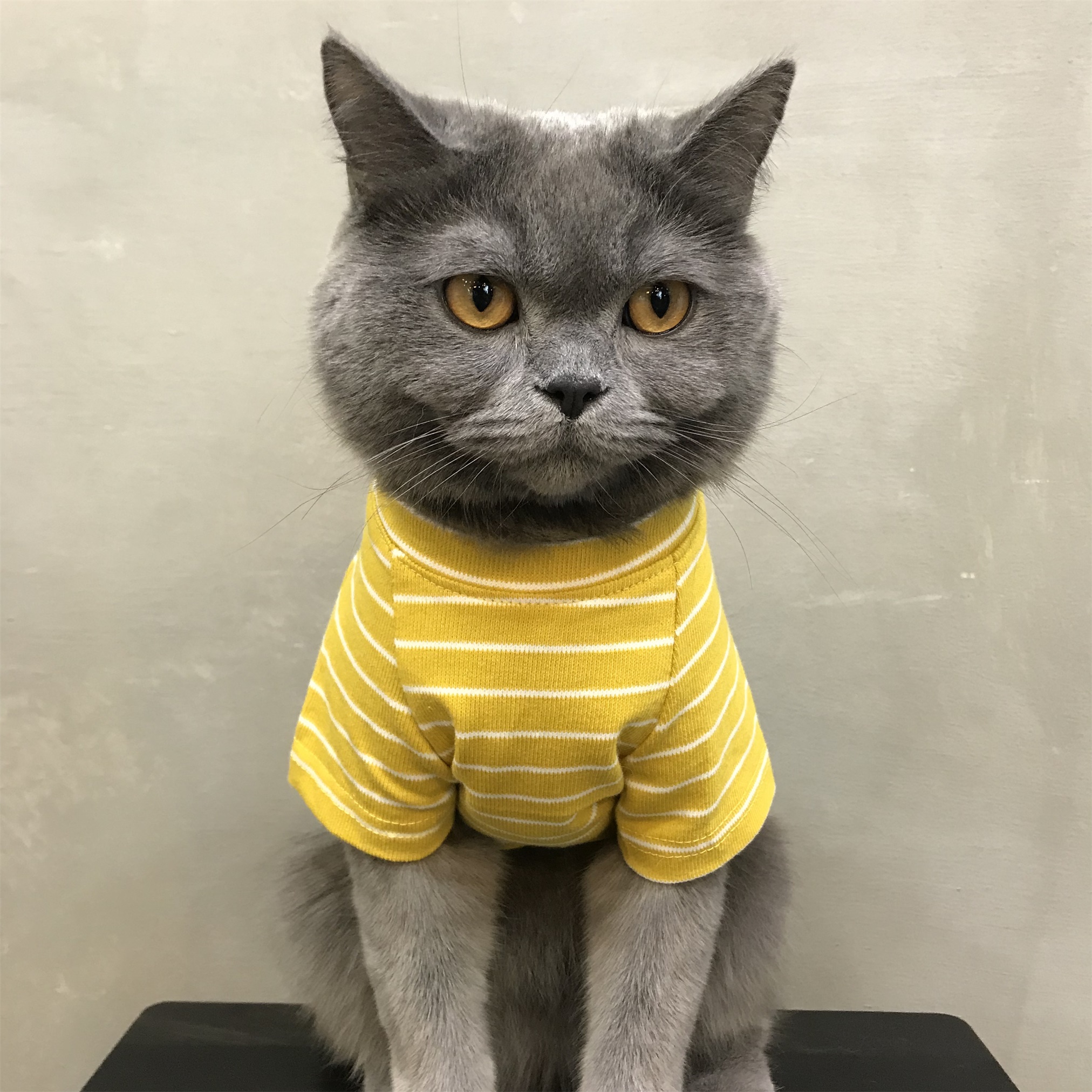 衣服猫咪夏季薄款英短蓝猫宠物布偶猫小奶猫猫宠物服装