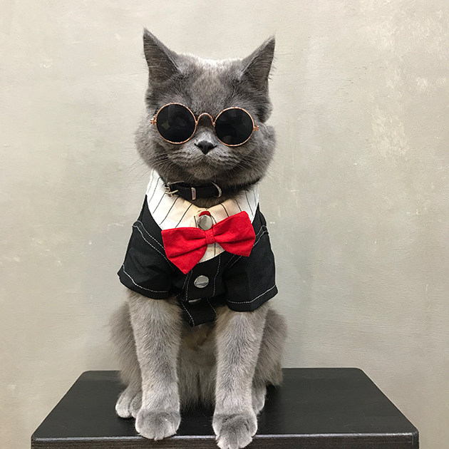 猫咪衣服冬季布偶猫小猫宠物礼服防掉毛蓝猫公猫冬装保暖结婚西装