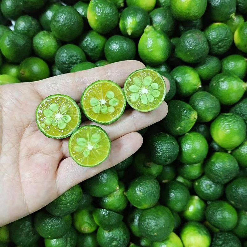 金桔海南青金500克小金青橘一斤新鲜皮薄多汁桔子