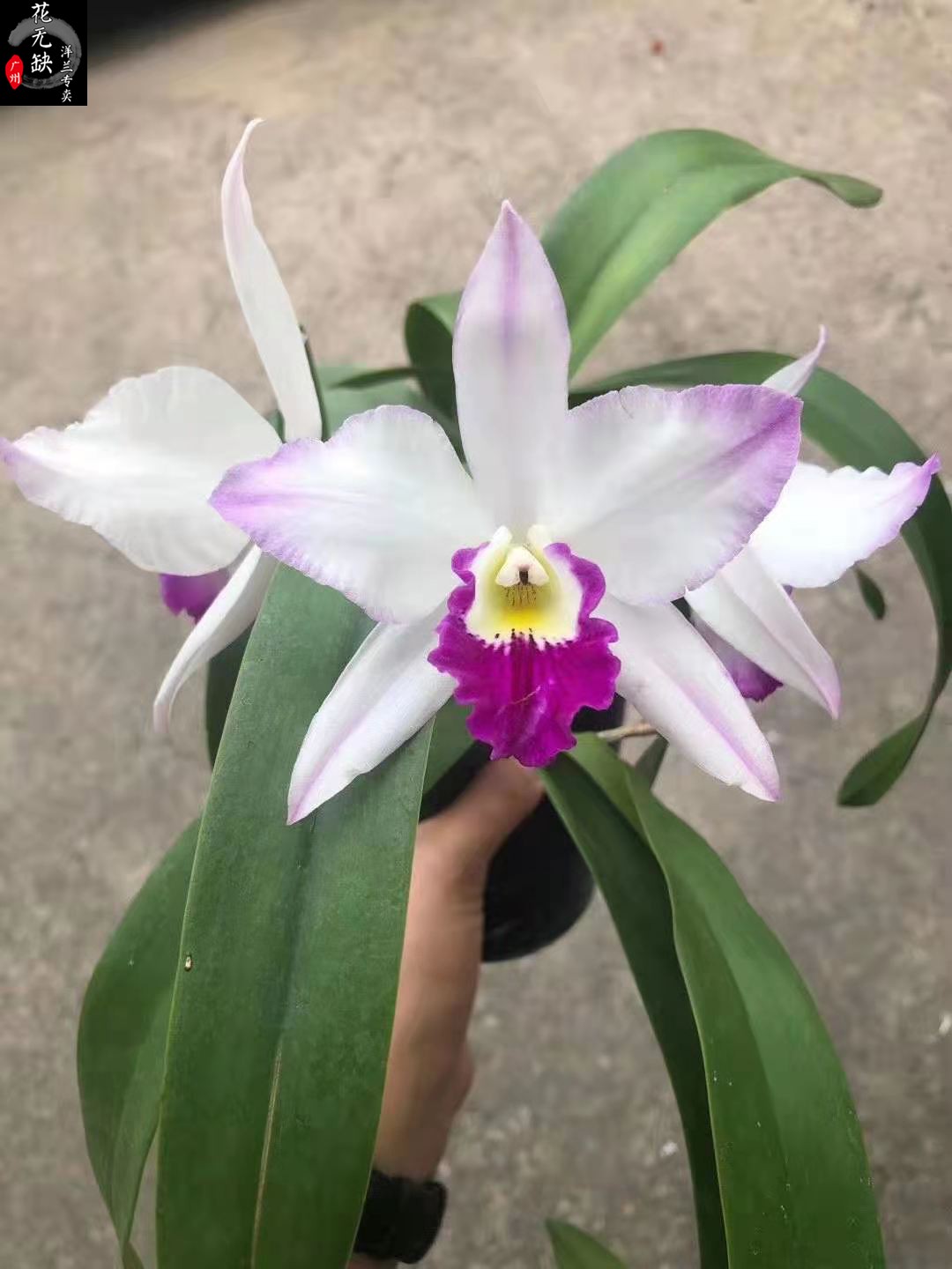 卡特兰贵夫人4寸盆白花红唇无花时令草本花卉