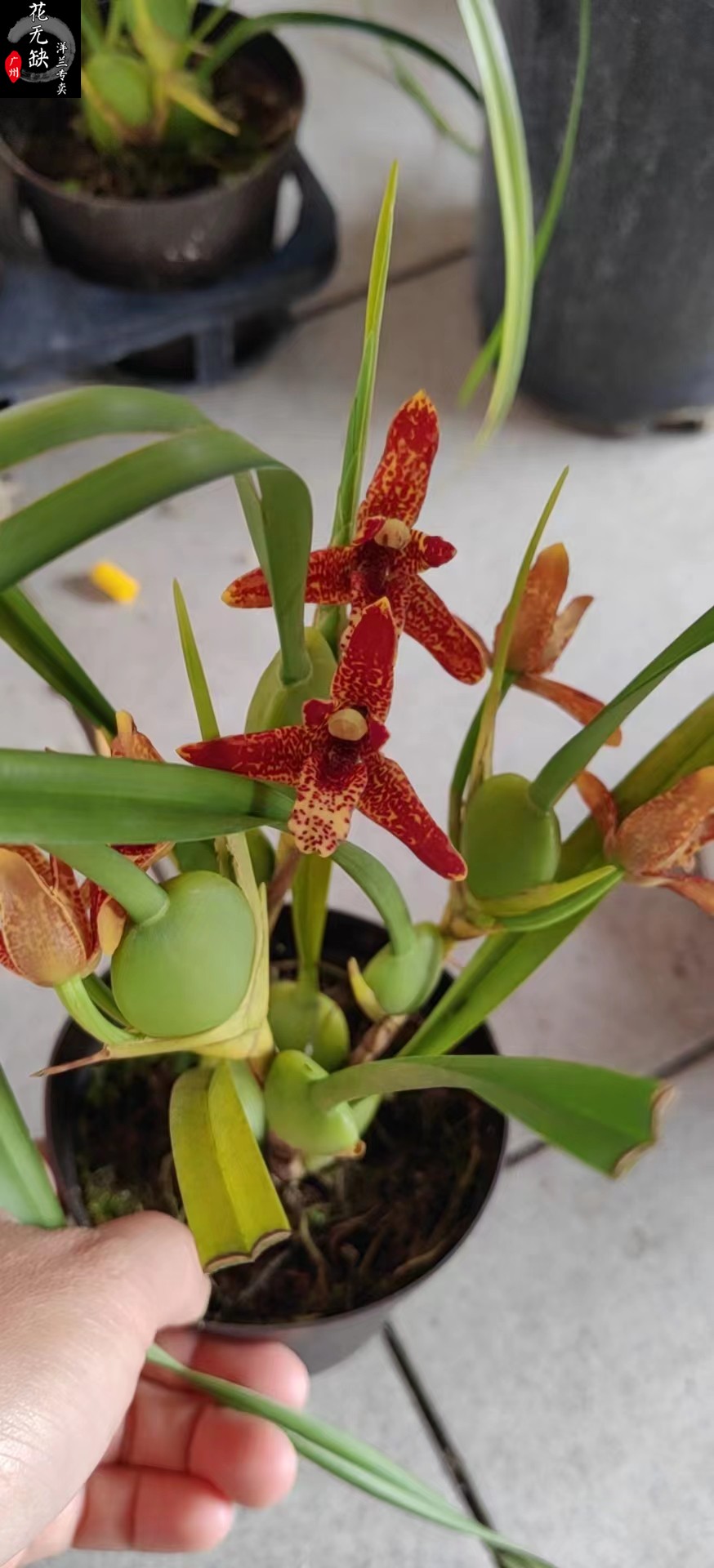 兰花咖啡庭院办公桌腋唇兰新新奇阳台绿植植物绿植