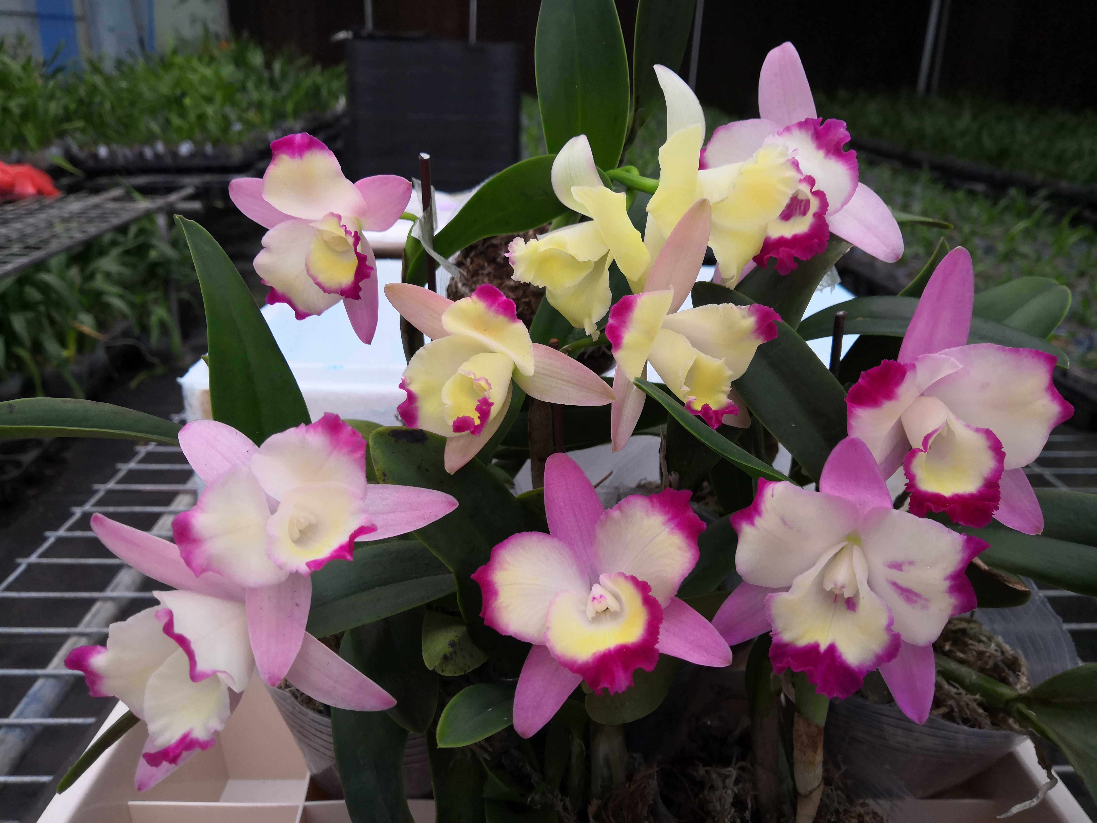 卡特兰嘉德利亚红心皇后淡香婚庆绢花