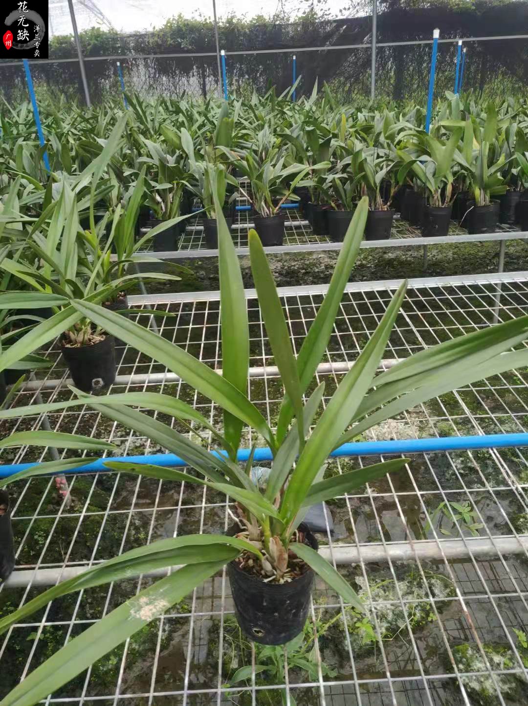 兰花-洋兰-卡特树兰-c.intermedia f.alba x enc.