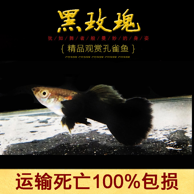 水族宠物孔雀鱼活黑玫瑰凤尾鱼热带观赏淡水淡水鱼鱼