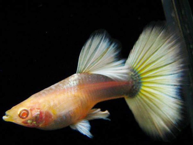 水族孔雀鱼活物黄礼服白子金色凤尾鱼热带观赏鱼