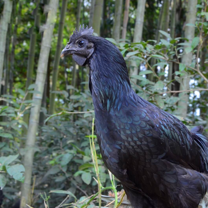 德化戴云农家黑鸡乌骨鸡五黑月子子鸡小母鸡生鸡肉