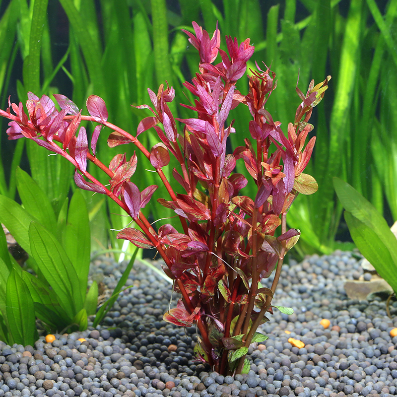 丁香红色水草蝴蝶宫廷紫竹红雨伞大小红梅红玫瑰水草