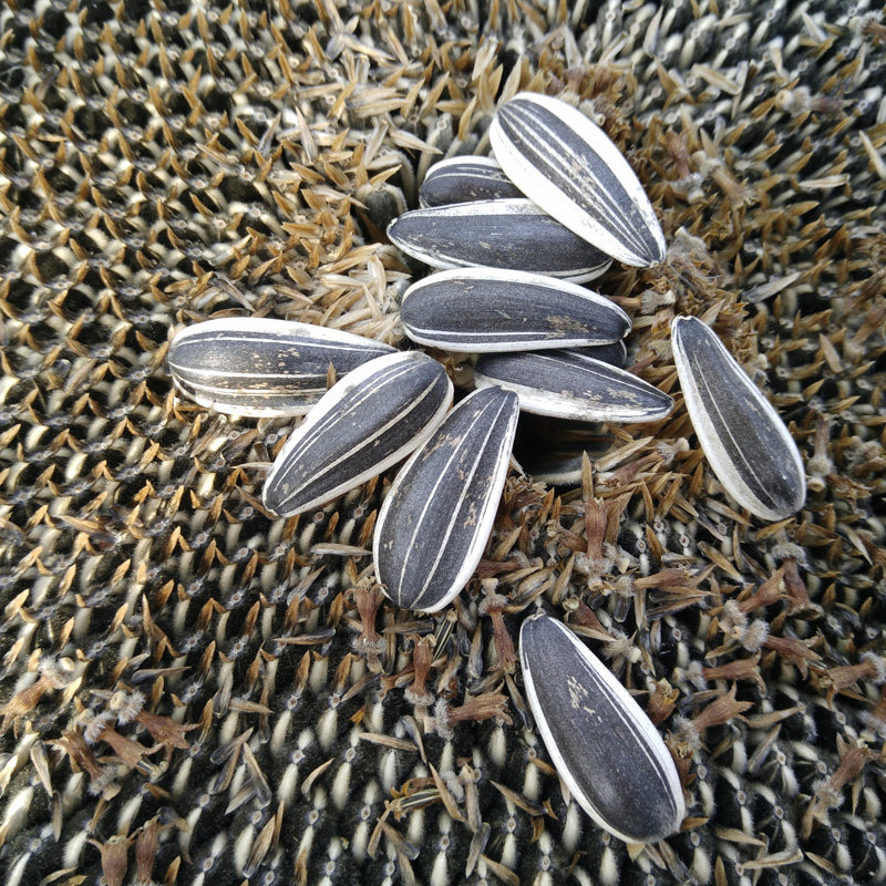 瓜子内蒙古葵花籽新货河套五原县葵花花子散装2斤瓜子