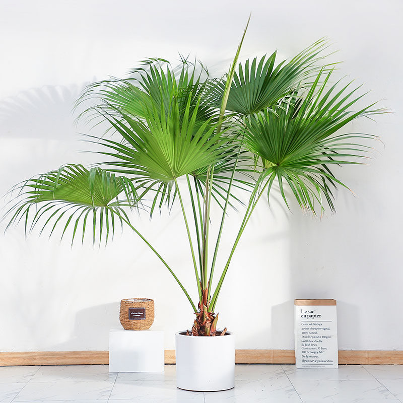 禾木盆景客厅北欧棕榈扇叶热带耐寒大型植物绿植