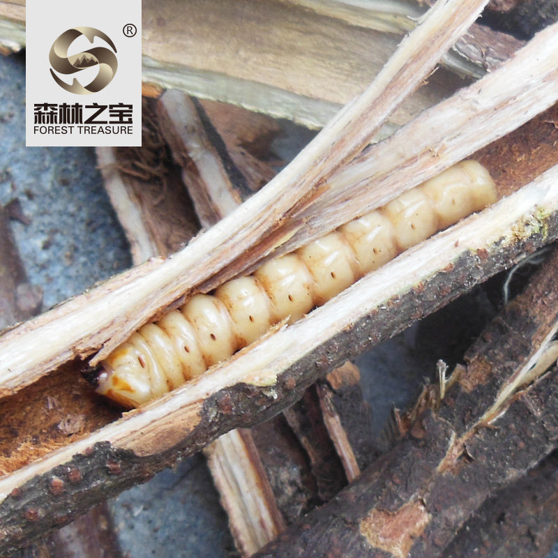 野生米虫现抓优质活体鸟雀不踏刺虫营养品小儿其他药食同源食品