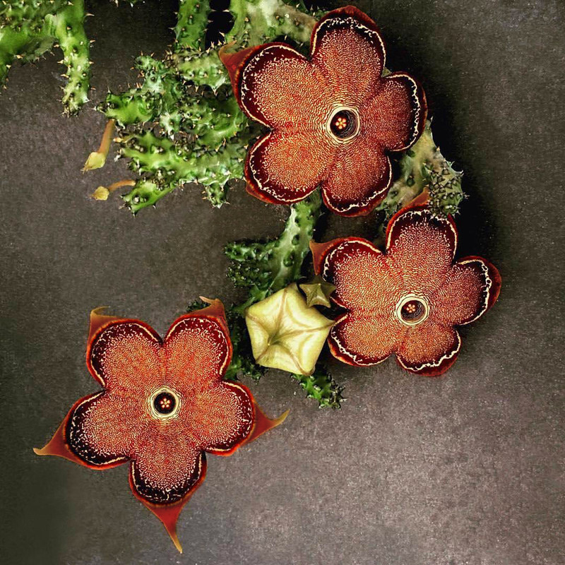 minipot园艺波斯地毯巨龙一物一拍萝藦科奇幻花朵多肉植物