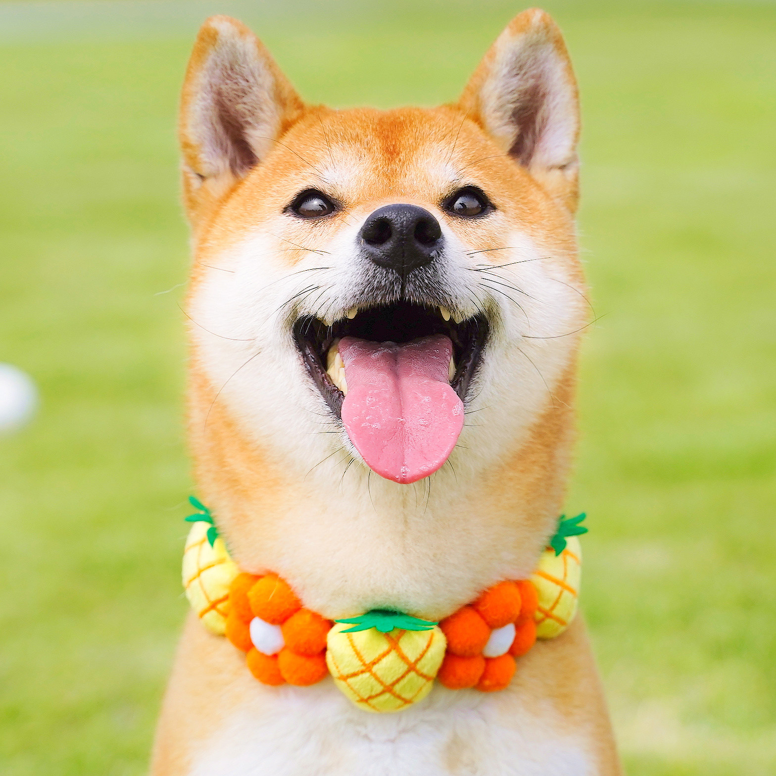 春田花花柴犬彩虹花花项圈可爱花朵围脖日本网红项圈