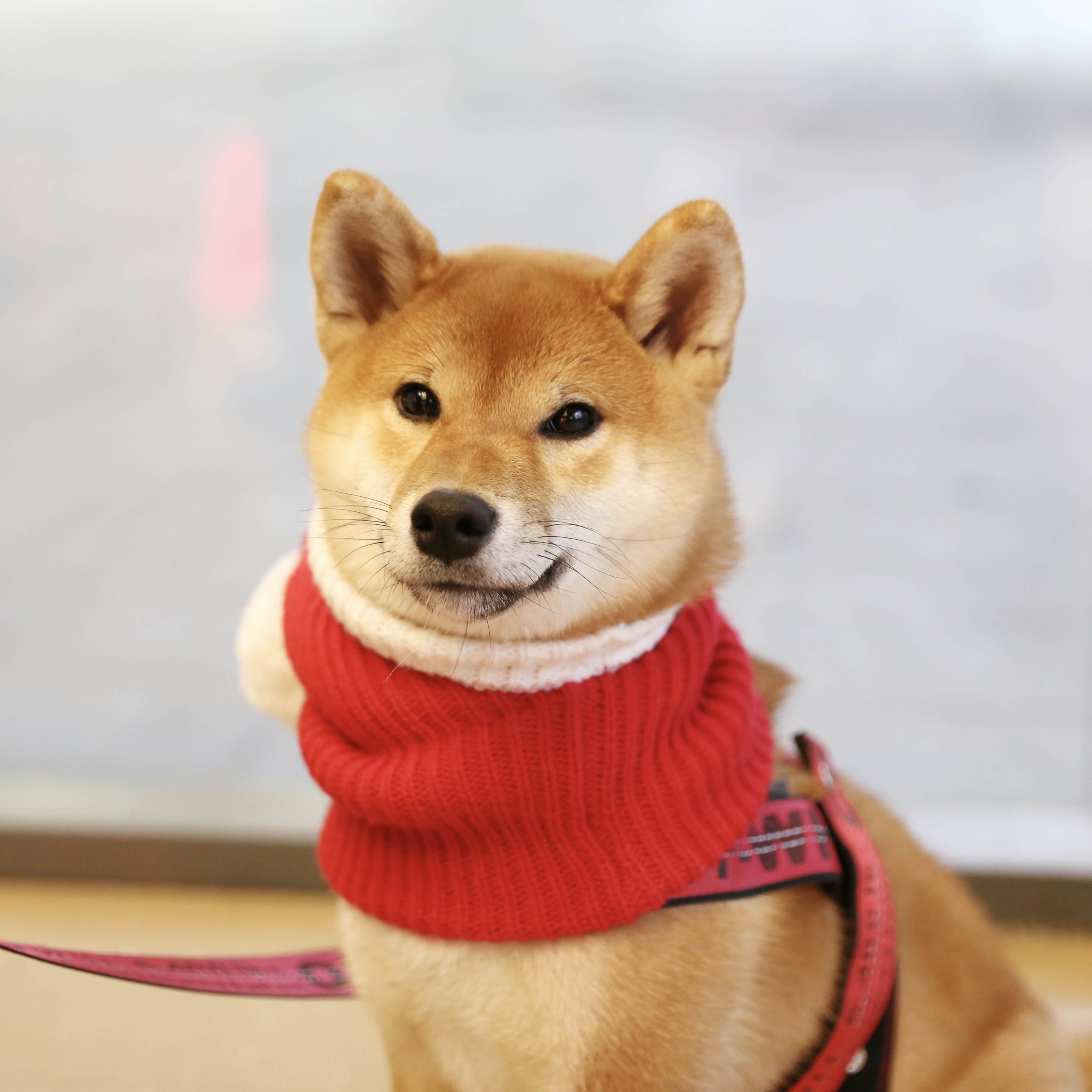 柴犬小红帽狗狗新年衣服喜庆拜年网红宠物柯基帽子