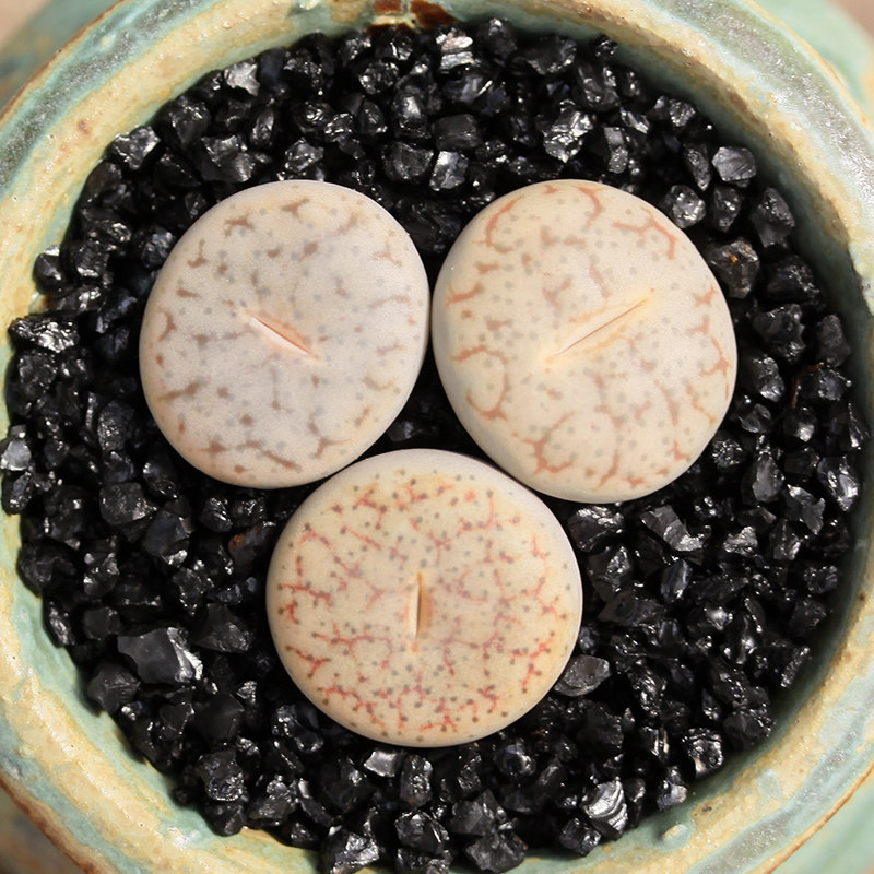 植物曲玉生石花多花卉盆栽绿植多肉石头屁股花盆多肉植物