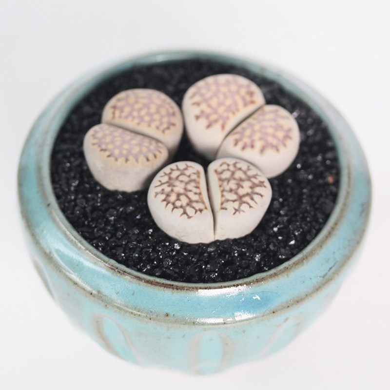 寿丽玉多植物大颗母本本生石花屁屁易养活阳台多肉植物