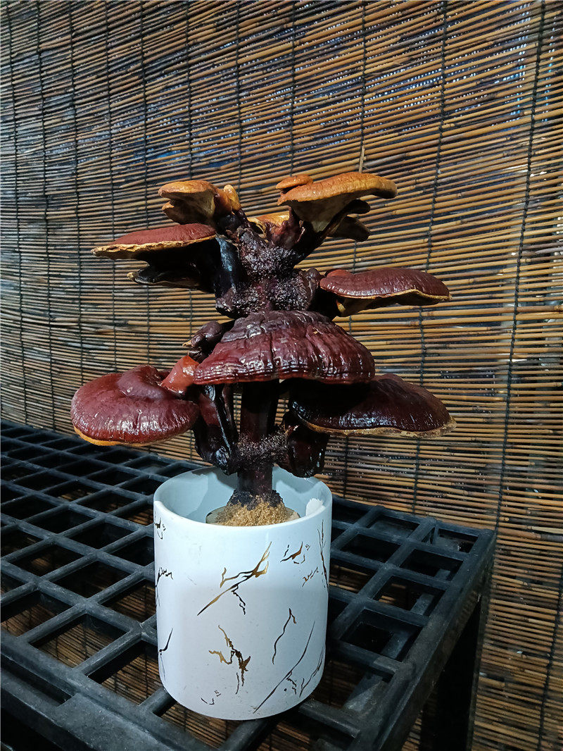 灵芝盆栽盆景观赏活体赤灵菌种小型室内办公室绿植