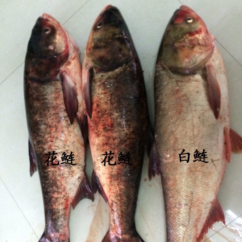 丹江口新鲜胖头鱼鲜活水产花鲢鳙鱼大头鱼淡水鱼野生雄鱼顺丰包邮