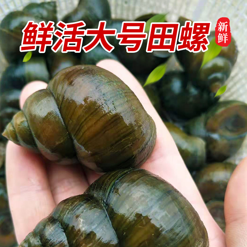 田螺活体清水大田鲜活新鲜脆螺肉超大号体大泥螺