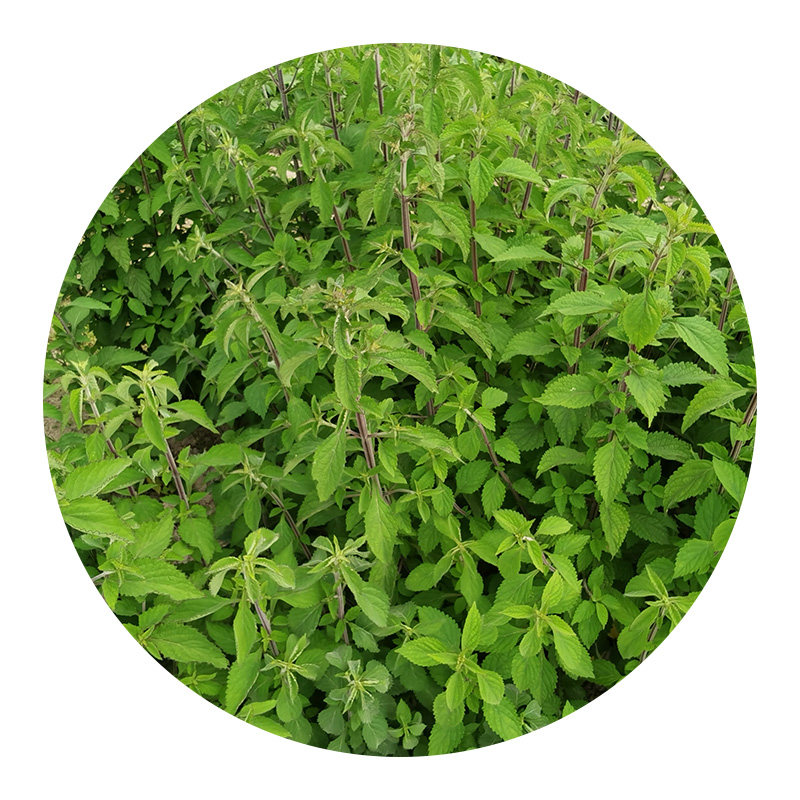 新鲜深山苦溪黄草益肝茶祛湿茶包药材无硫溪黄其他药食同源食品