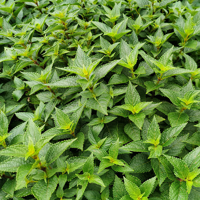 溪黄深山草益肝茶中草药黄汁草无硫广东凉茶养生其他药食同源食品