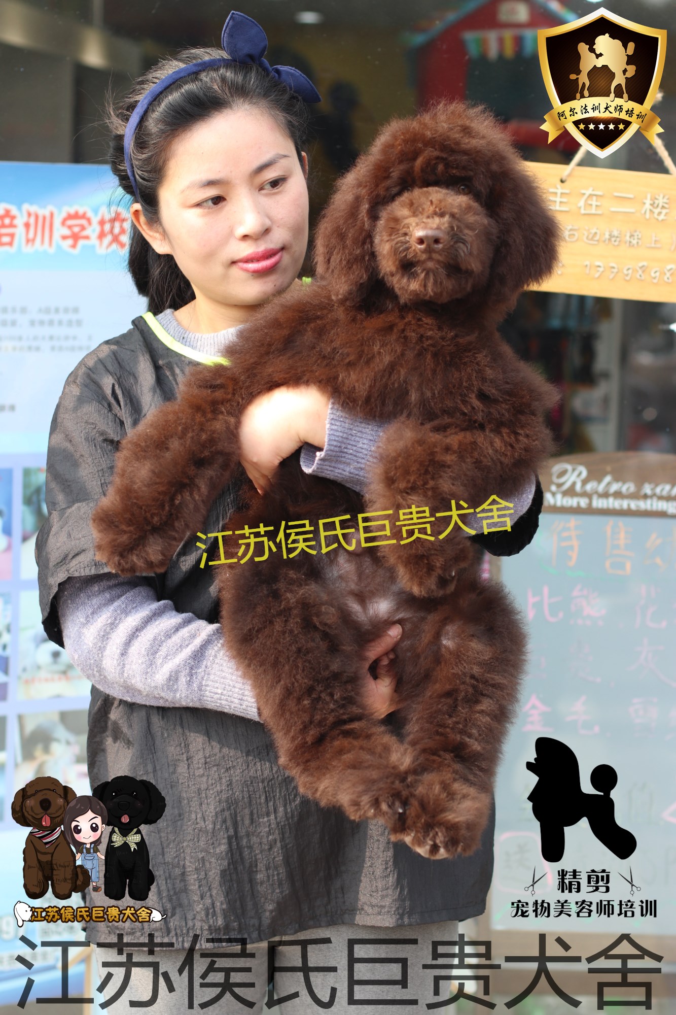 巨型江苏巨贵犬舍出售泰迪巧克力色巨棕色贵宾狗狗