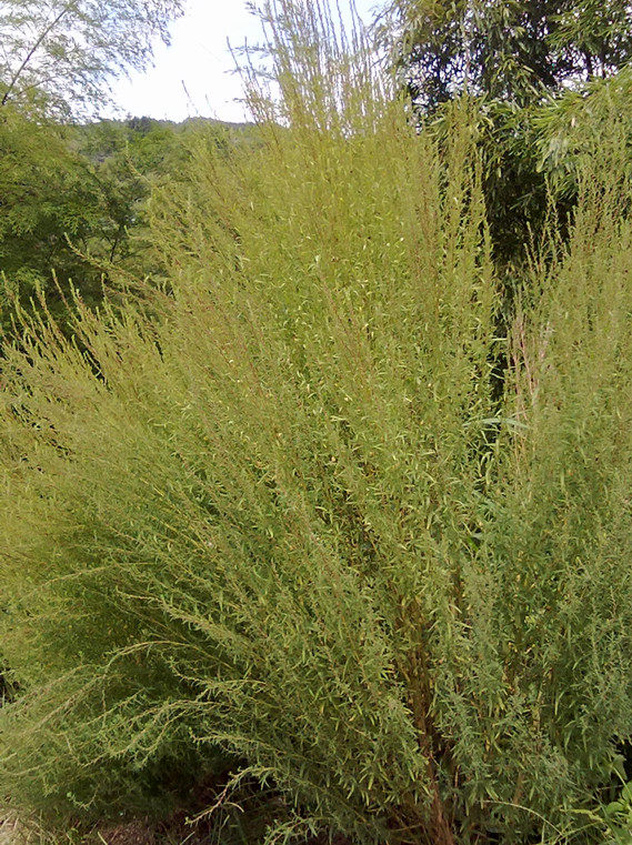 扫把农家手工编织金丝草不掉毛铁扫帚大量扫把