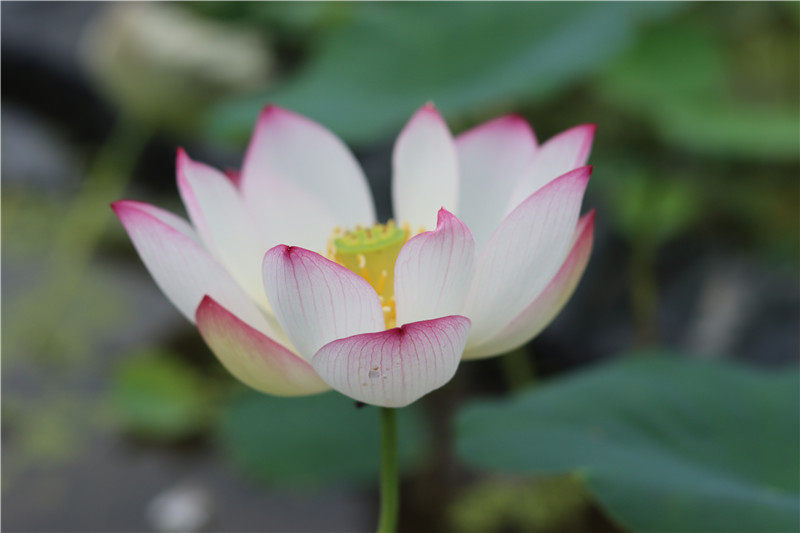 常德爱莲苑碗莲盆栽荷花从珂丛珂小型碗莲种2022年时令草本花卉