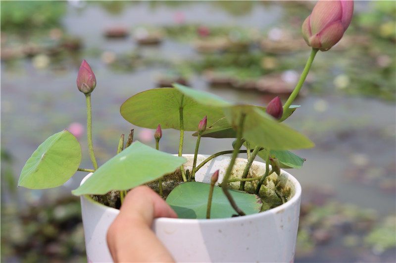 常德爱莲苑碗莲盆栽荷花小鸟依人小型碗莲种2022年预售时令草本花卉