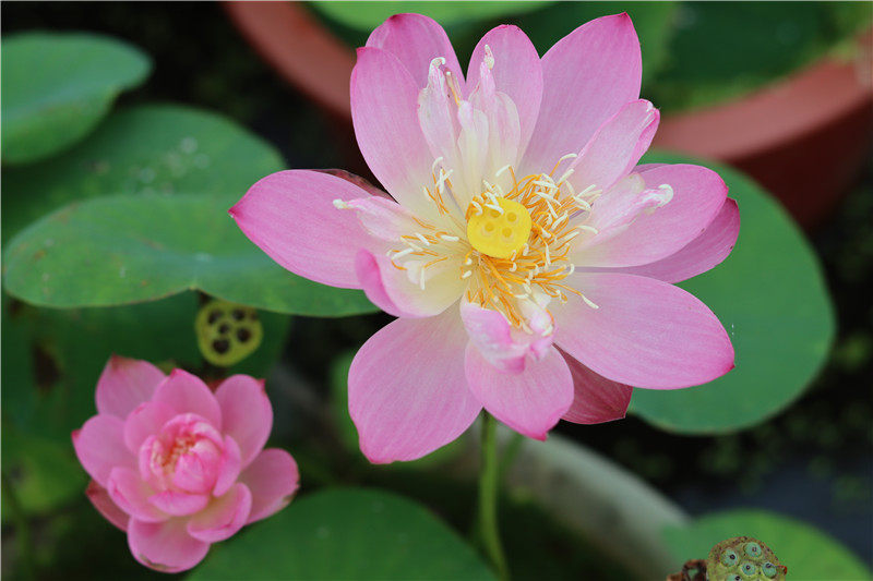 常德爱莲苑碗莲盆栽荷花星火小型微型碗莲种2022年时令草本花卉