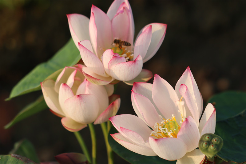 常德爱莲苑碗莲盆栽荷花从珂丛珂小型碗莲种2022年时令草本花卉