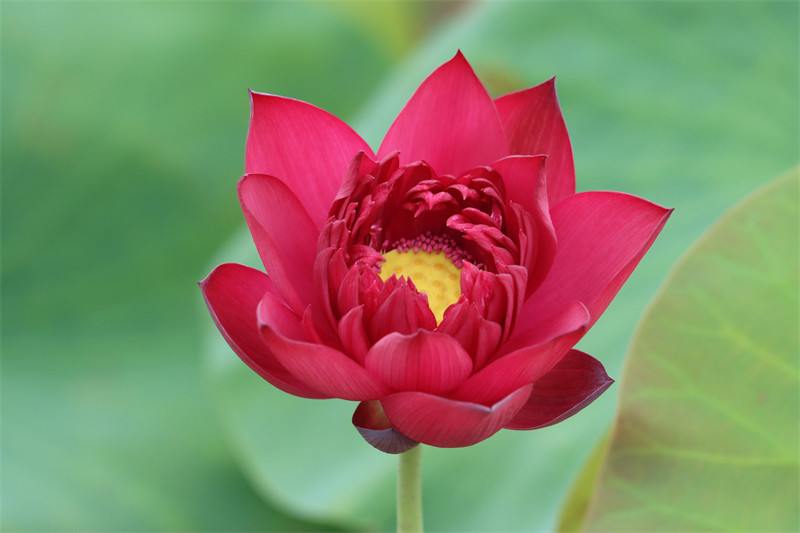 常德爱莲苑碗莲盆栽观赏荷花墨红大型碗莲种2022年时令草本花卉