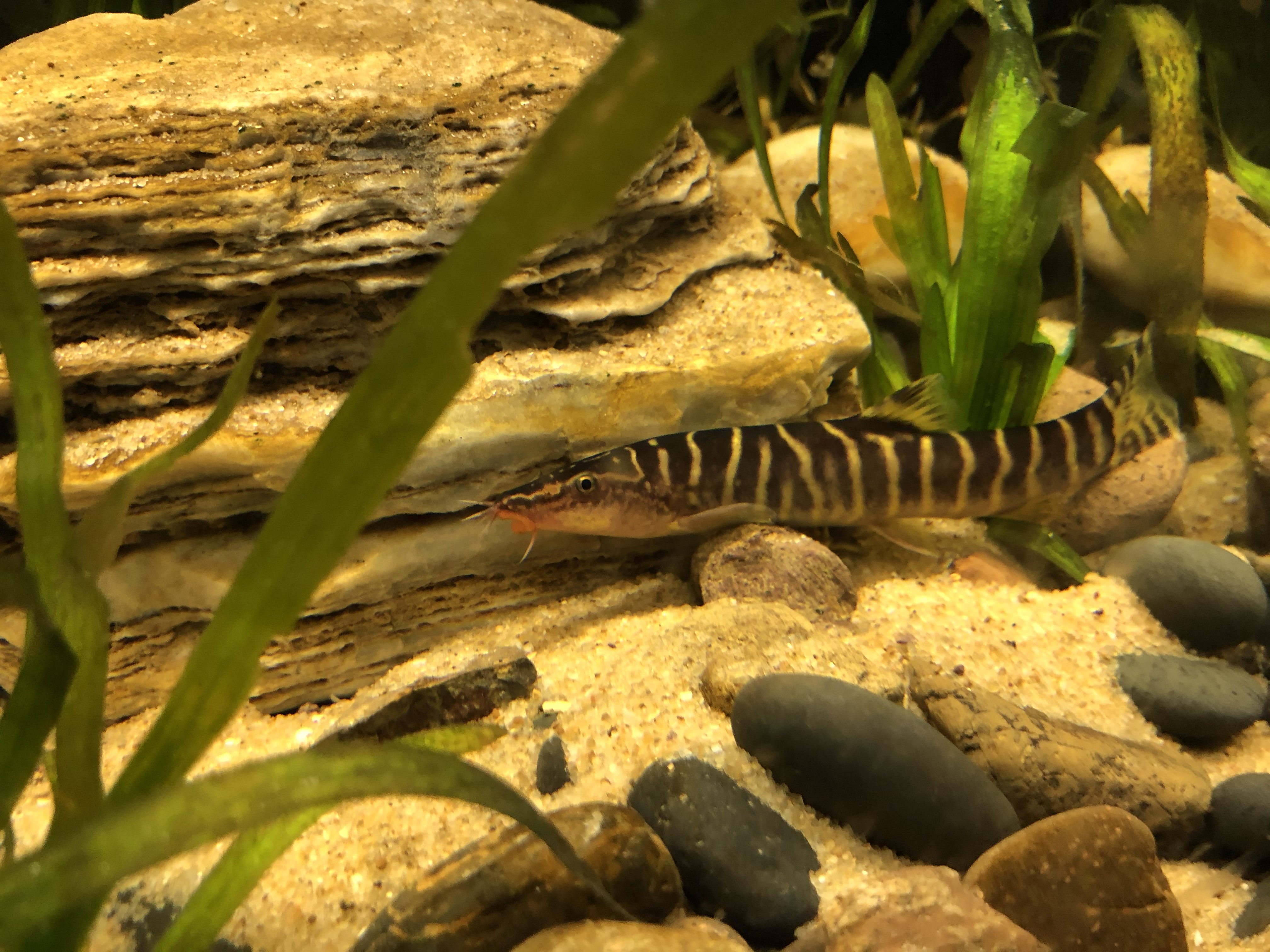 斑马中华美丽壮体沙鳅底层鼠鱼清道夫鱼