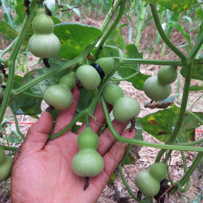 2017年新葫芦 美国小葫芦 文玩把玩葫芦 响籽 铁包金 一手货源