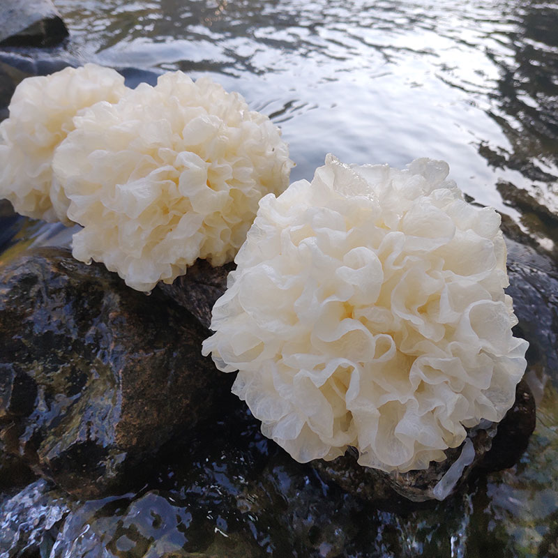 6朵盒装新鲜银耳深山雪耳鲜活特级白木耳软银耳