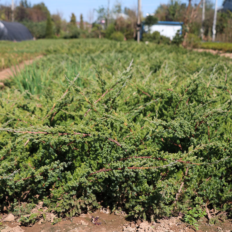铺地柏树树苗爬地盆景造型小苗老桩地柏松沙地观叶