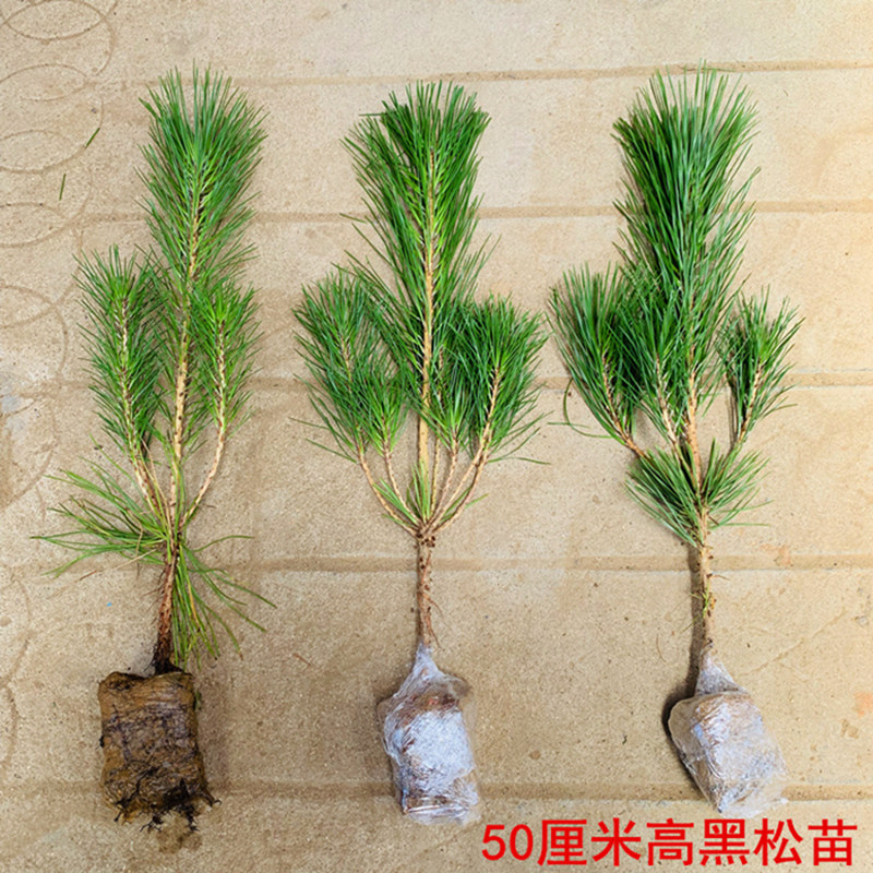 树苗松树庭院黑松南方北方种植迎客松宝塔盆景行道树