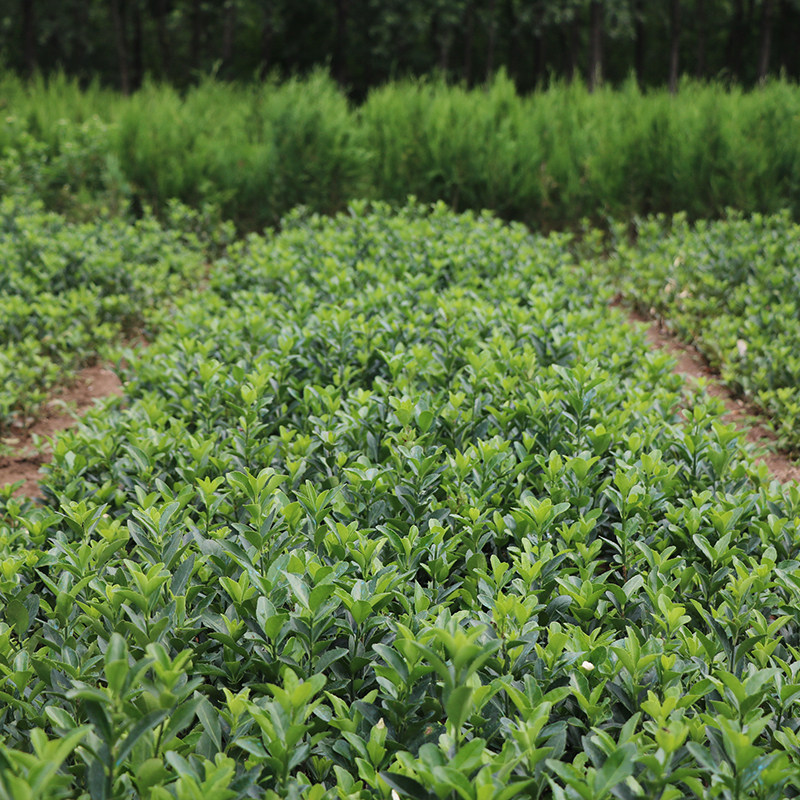 冬青青苗树苗植物四季金边卫矛常绿苗子小苗观叶