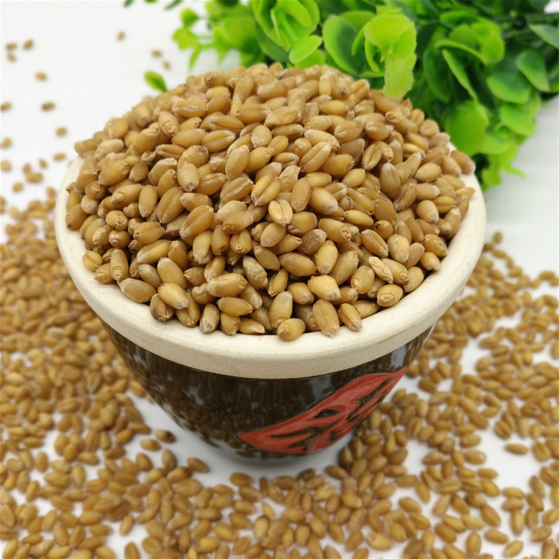 2020年新小麦粒小麦草种子带壳小麦胚芽麦子钓鱼其它粮食