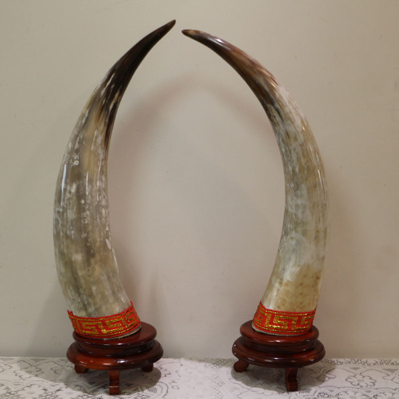 天然白牛角牛角创意摆件风水招财手工居家艺术品摆件