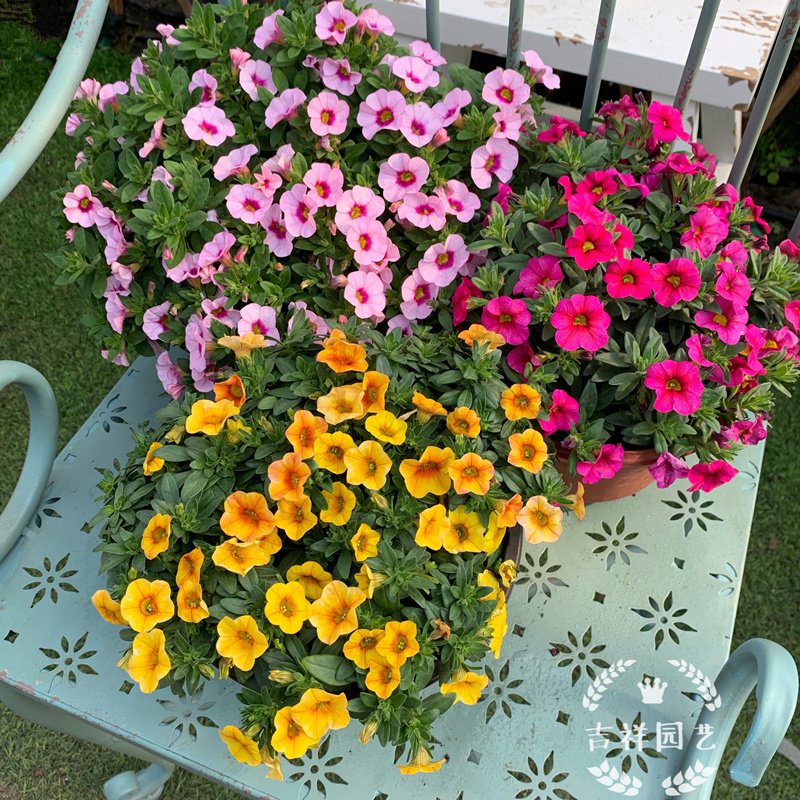 春花盆栽带花百万小玲花苗庭院阳台开花神器时令草本花卉