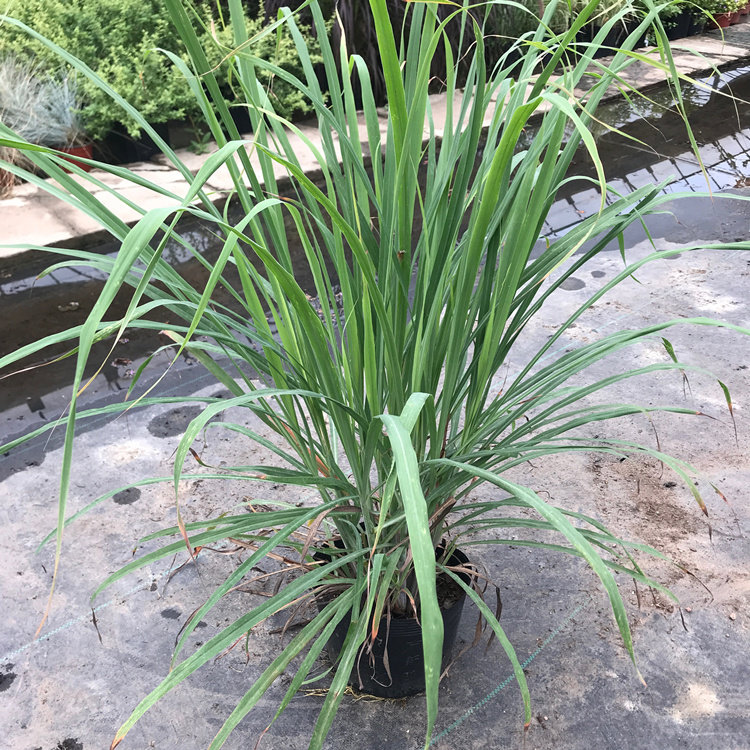 茅草盆栽泰国柠檬香草草苗饮品香料西餐料理绿植