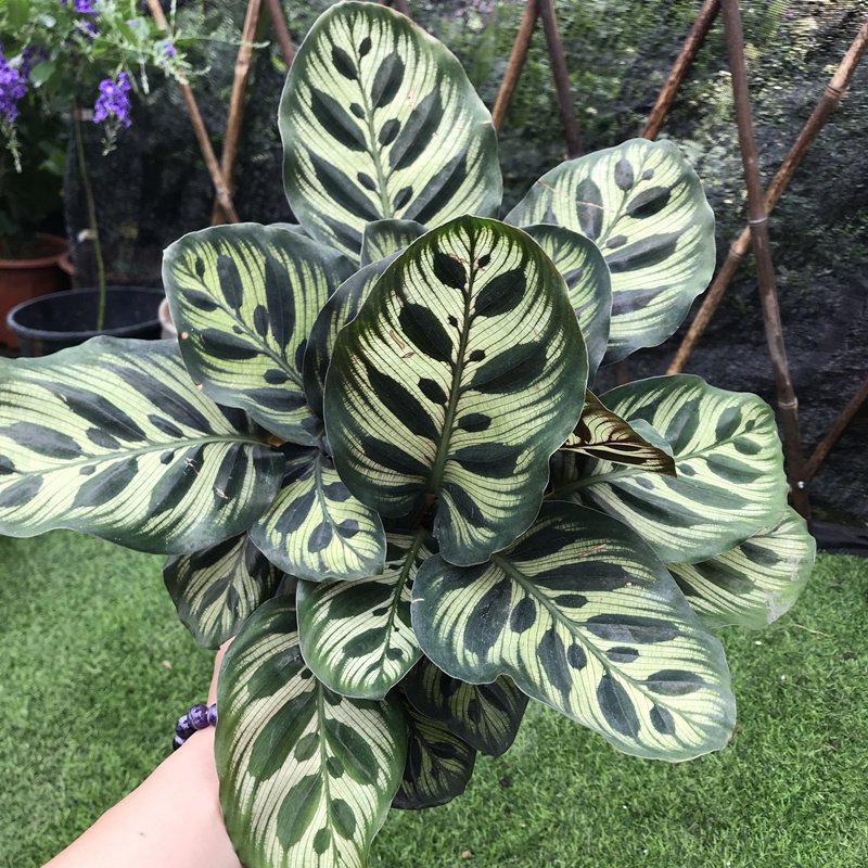 孔雀叶子2盆热好耐热净化空气很美盆栽竹芋绿植绿植