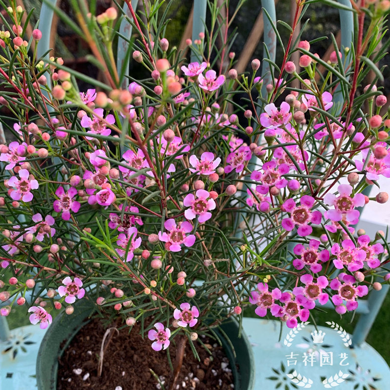 澳洲腊梅盆栽进口杰拉尔顿腊花室内阳台花卉耐寒多年生带花苞包邮