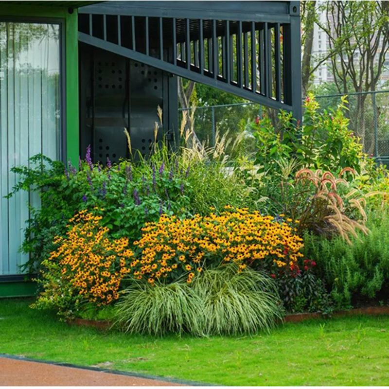 苔草金叶棕红埃弗里斯特庭院花镜种植多年生观叶植物绿植
