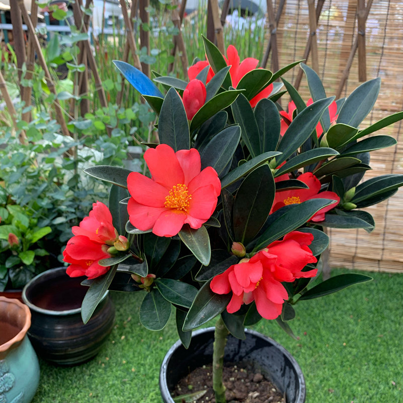 四季杜鹃茶花盆栽红山山茶庭院阳台花卉开花时令草本花卉